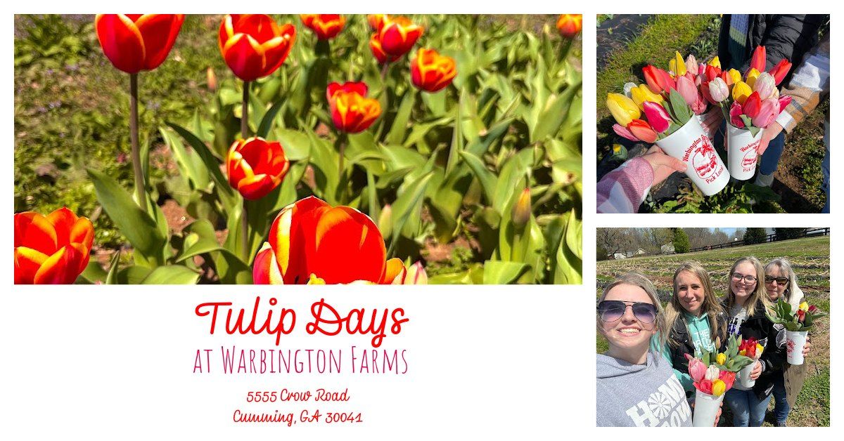 Tulip Days