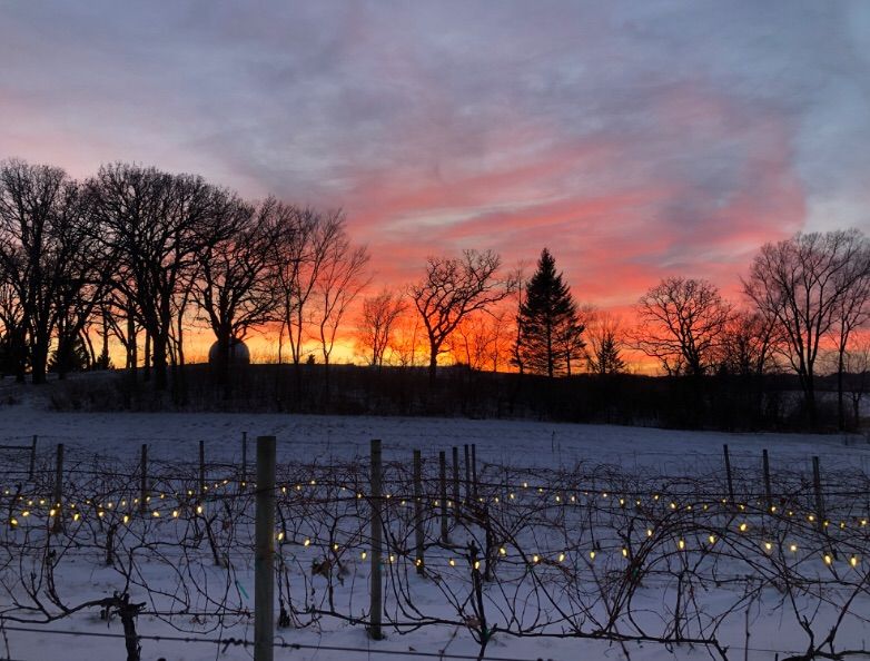 Lighting of the Vines