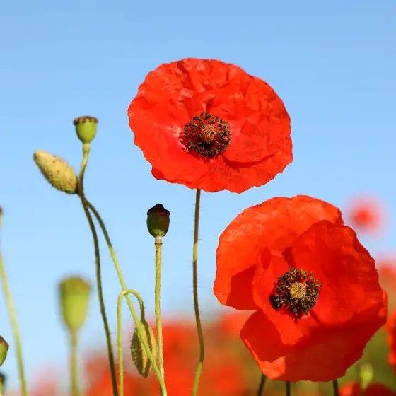 Armistice Day 11th Day, 11th Hour 2 Minutes Silence 