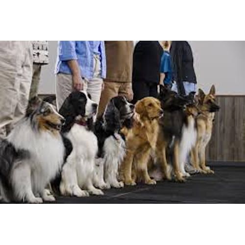 C-WAGS Obedience Workshop Levels 1 and 2