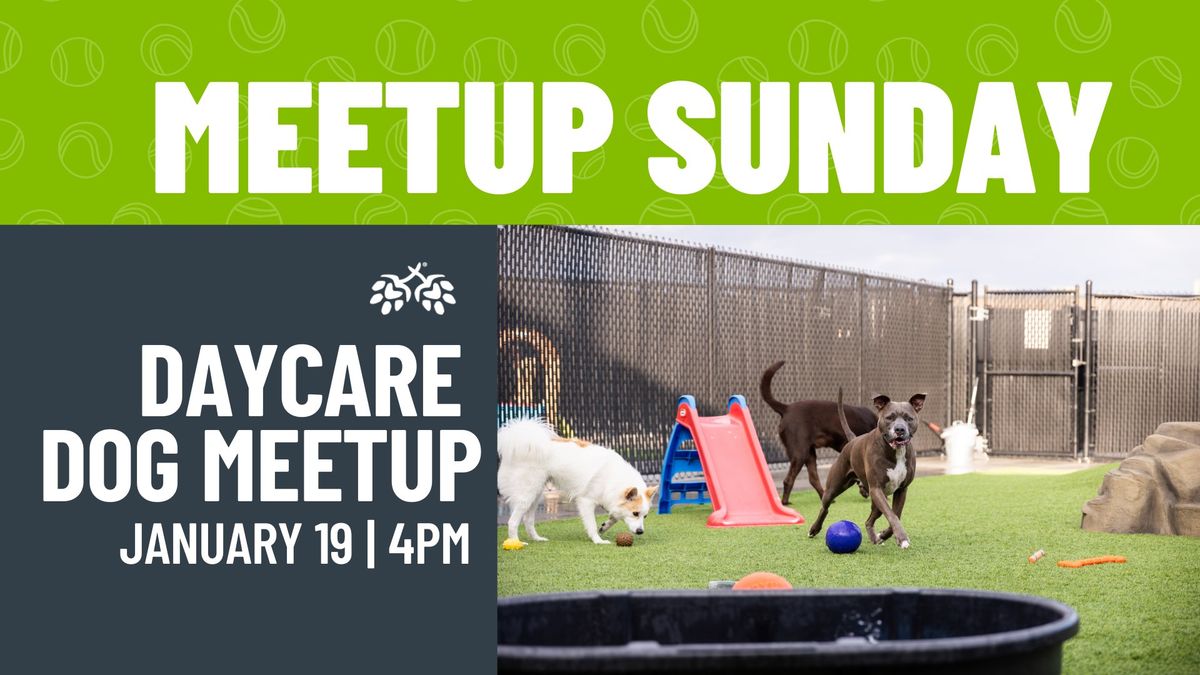 Daycare Dog Meetup 