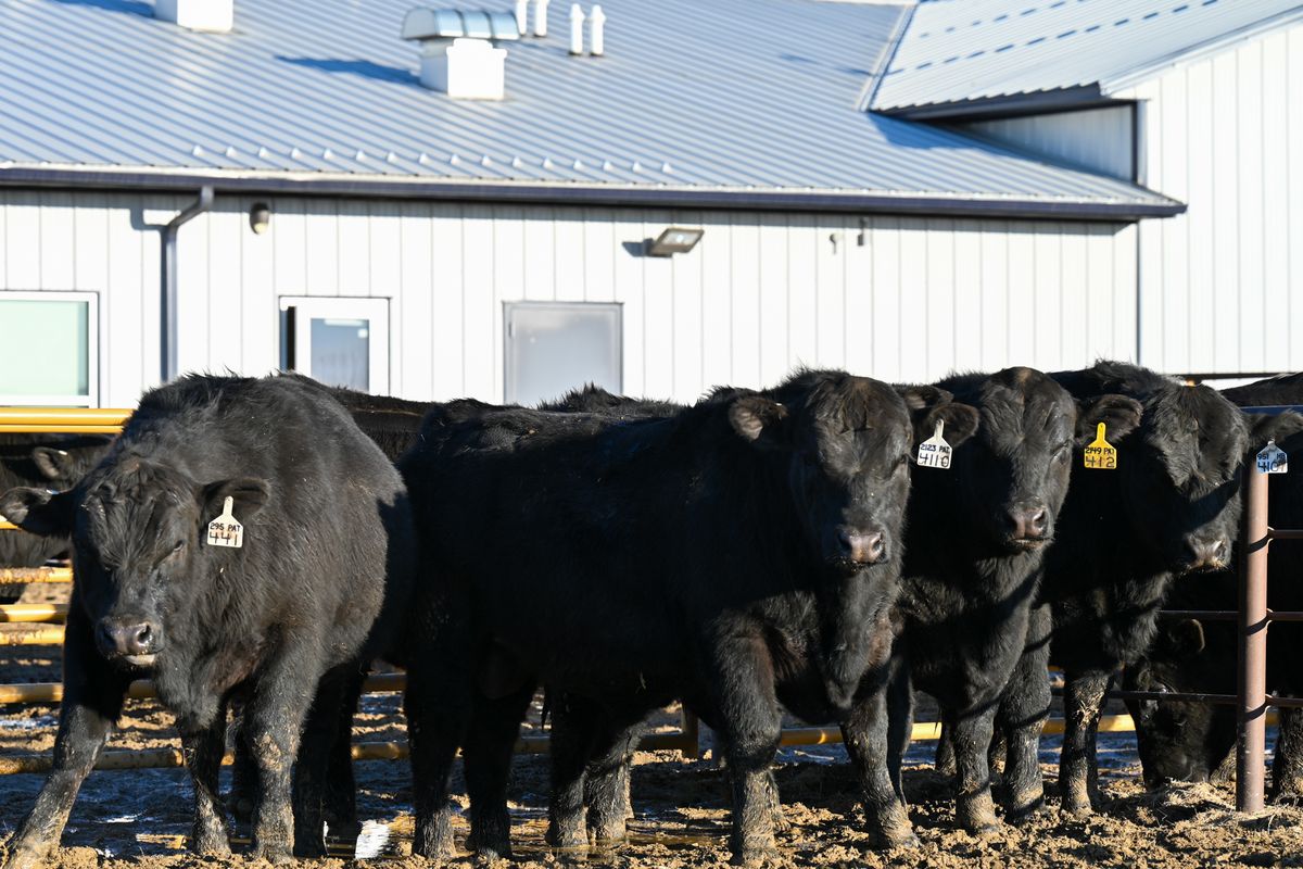 SDSU Bull Sale