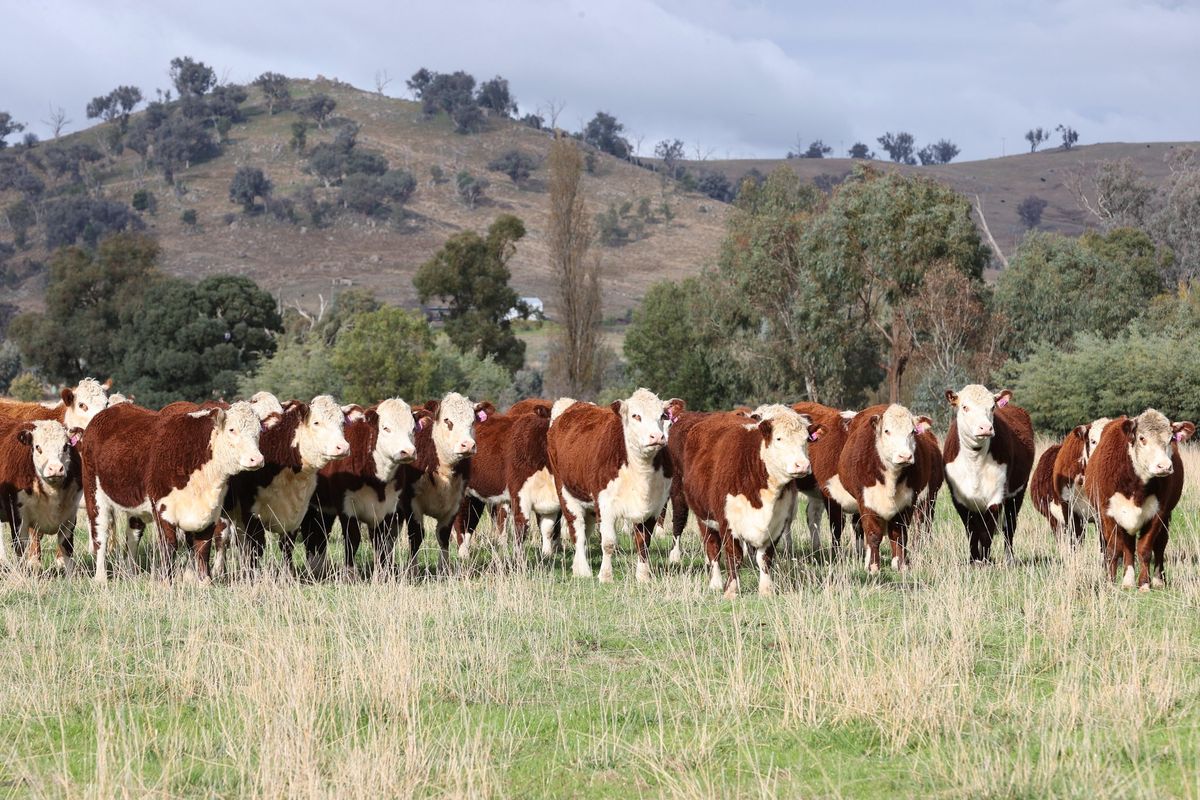 Beef Week Field Day 2025 - DAY 8 