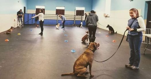 Basic Obedience class Westland (outdoors) *one spot left*