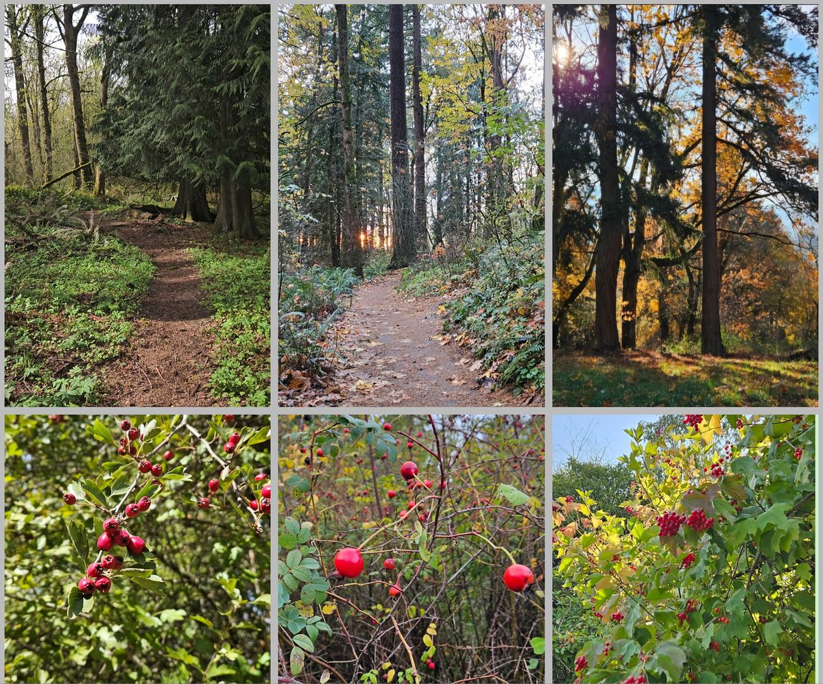 Powell Butte Wildcrafting Hike