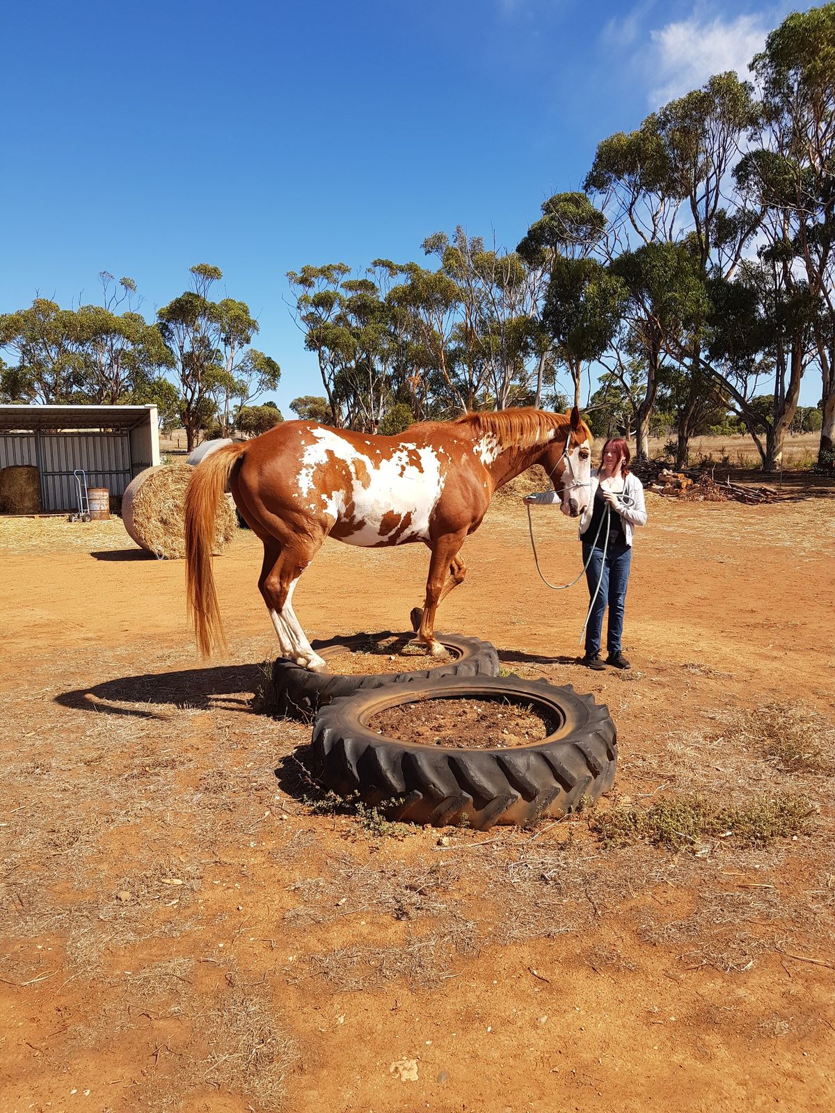 Happiness with Horses