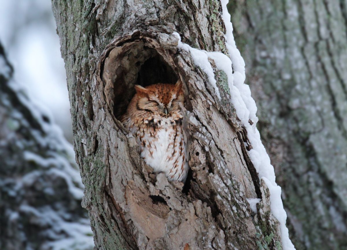 Starlight Owl and Wildlife Prowl at The Mount