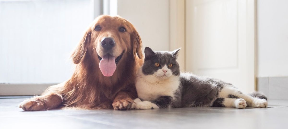 Blessing of the Pets