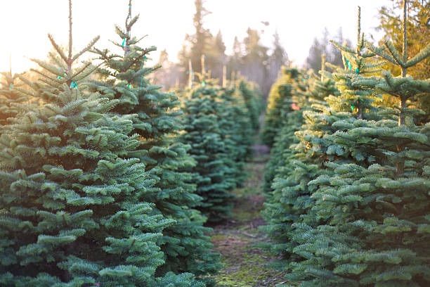 Christmas Tree Farm Mini Sessions