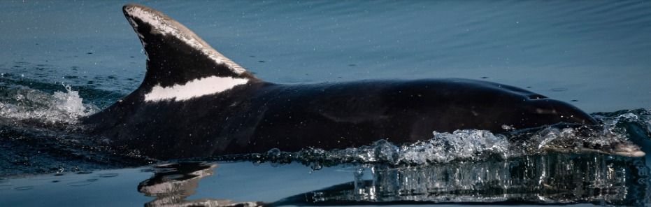 Cetaceans of North East England