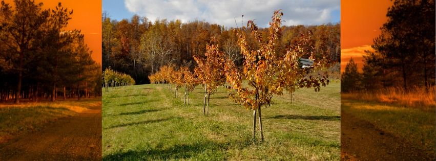 Annual Wassail Celebration