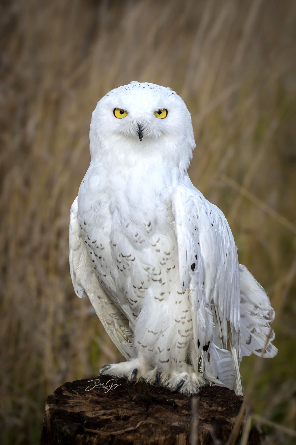 Visit with a Snowy Owl