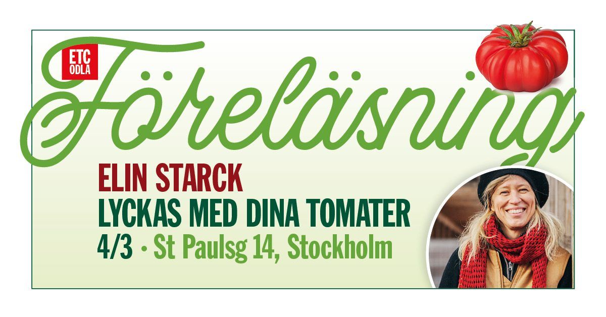 Tomater - Hur du lyckas med dina odlingar