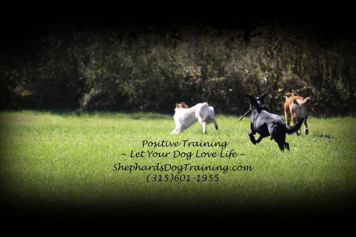 Group Dog Training Class- AKC Canine Good Citizen Obedience