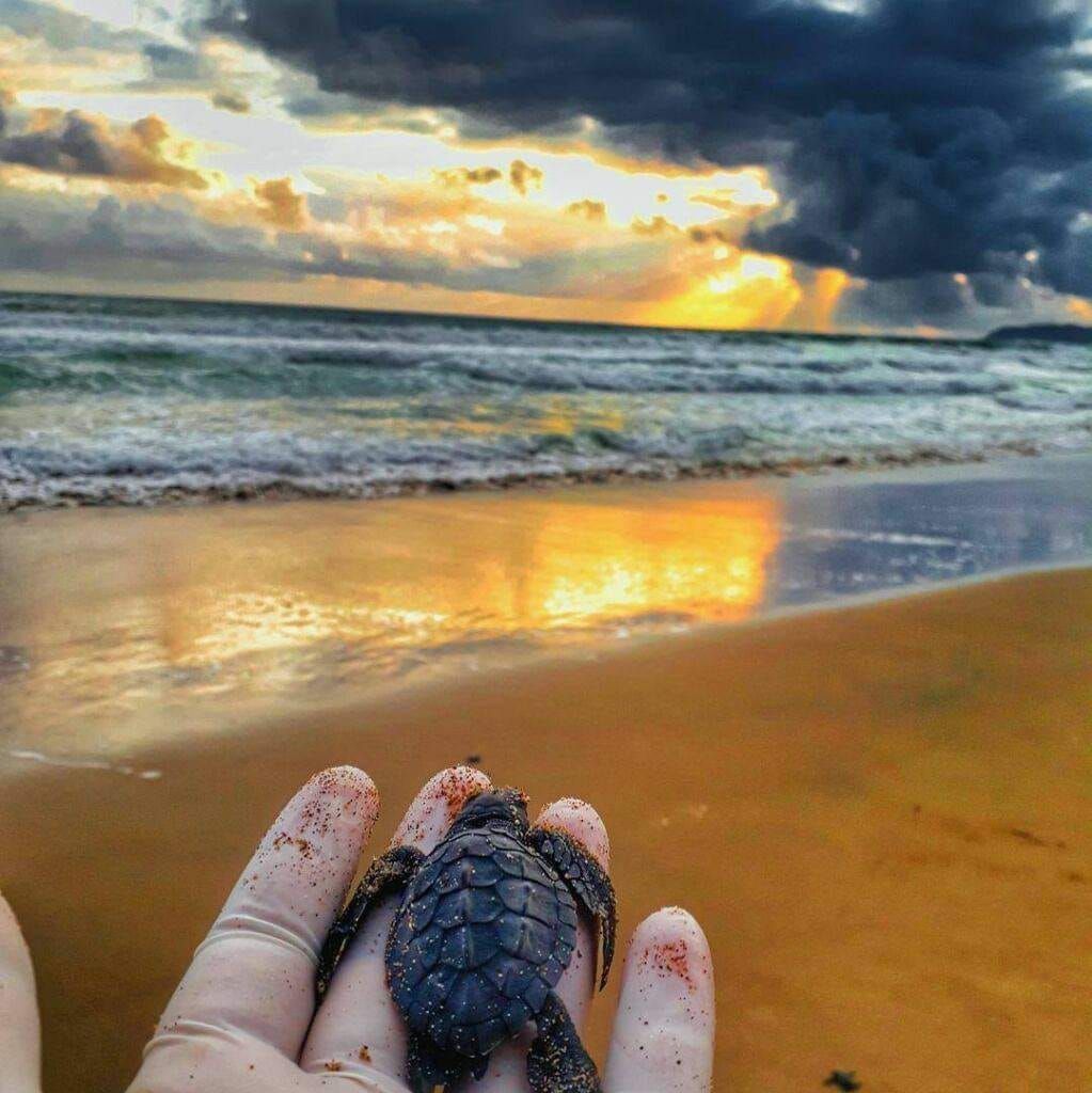 Viaje a la Liberacion de Tortugas en Playas de Michoac\u00e1n 