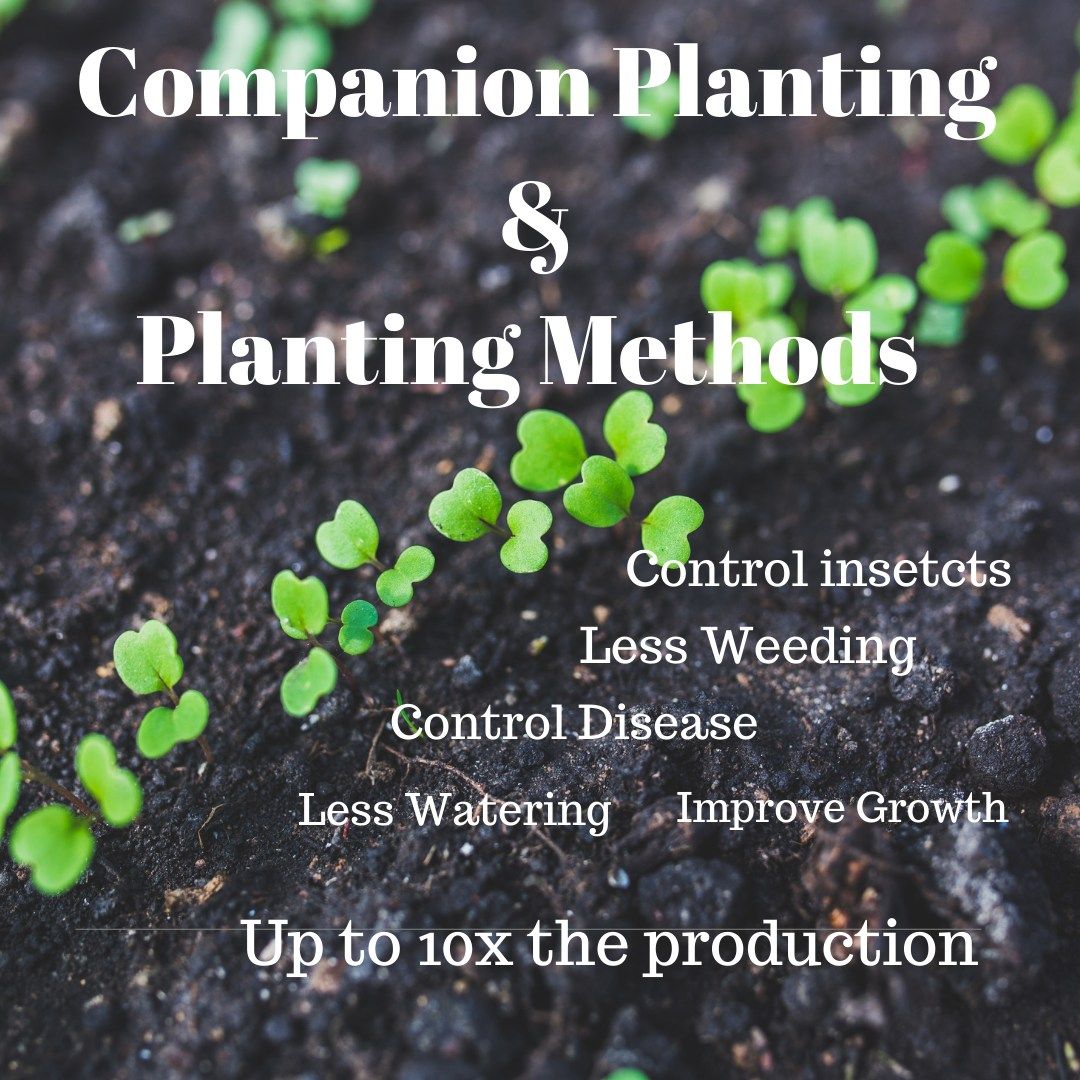 Companion Planting & Planting Methods to save time and space