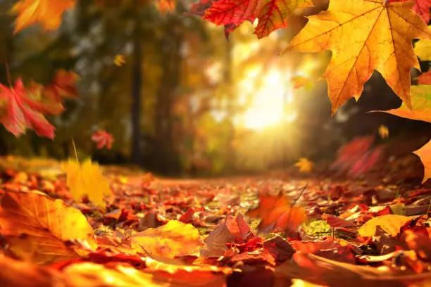 Working with the Energies of the Autumn Season