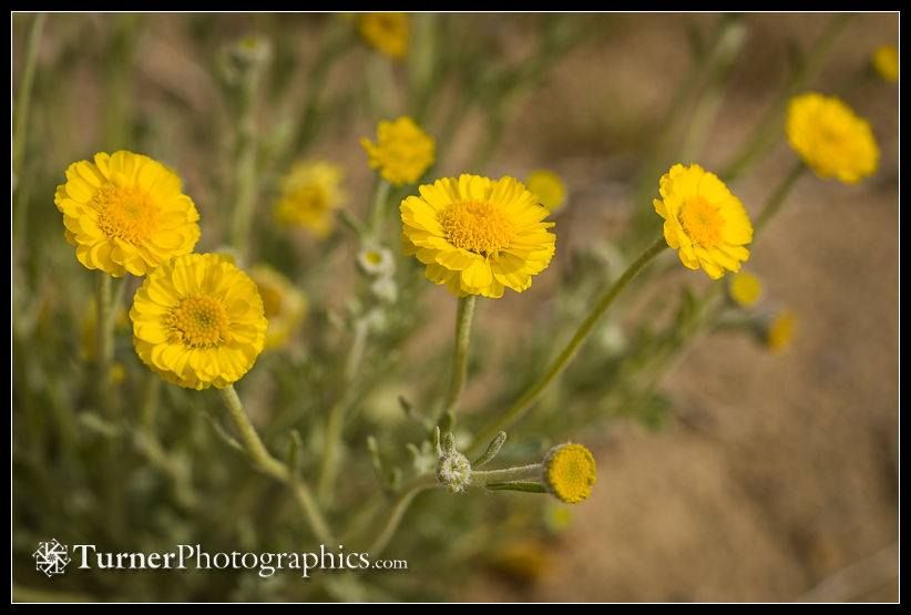 Wildflower Photography Workshop with Mark Turner