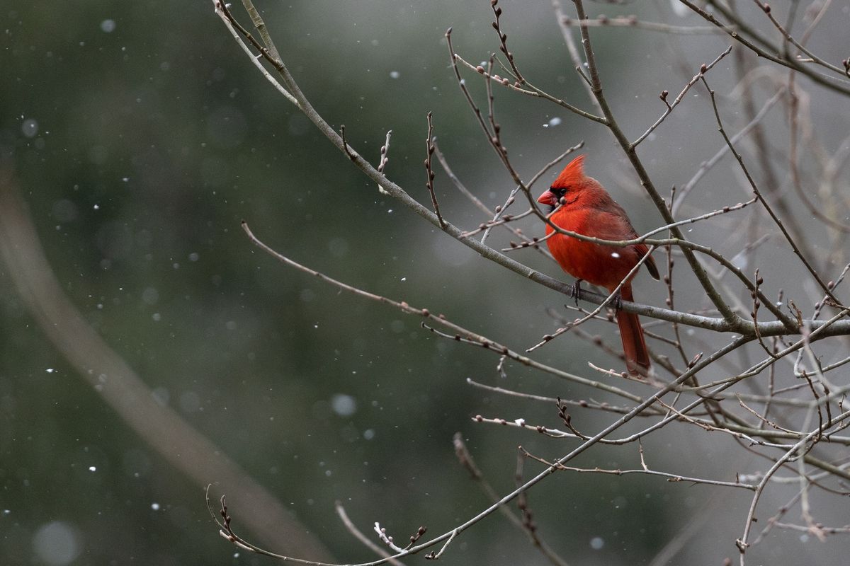 Beginner Birding (accessible)