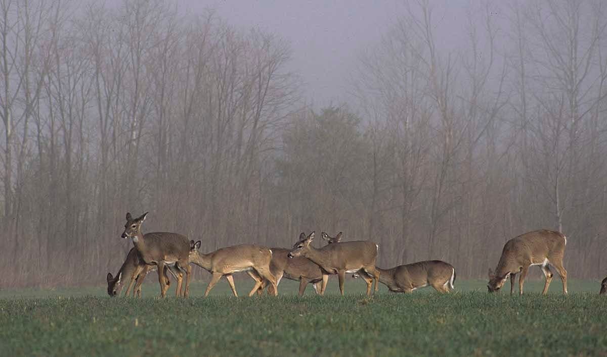 Locust Dale Doe Management Hunt