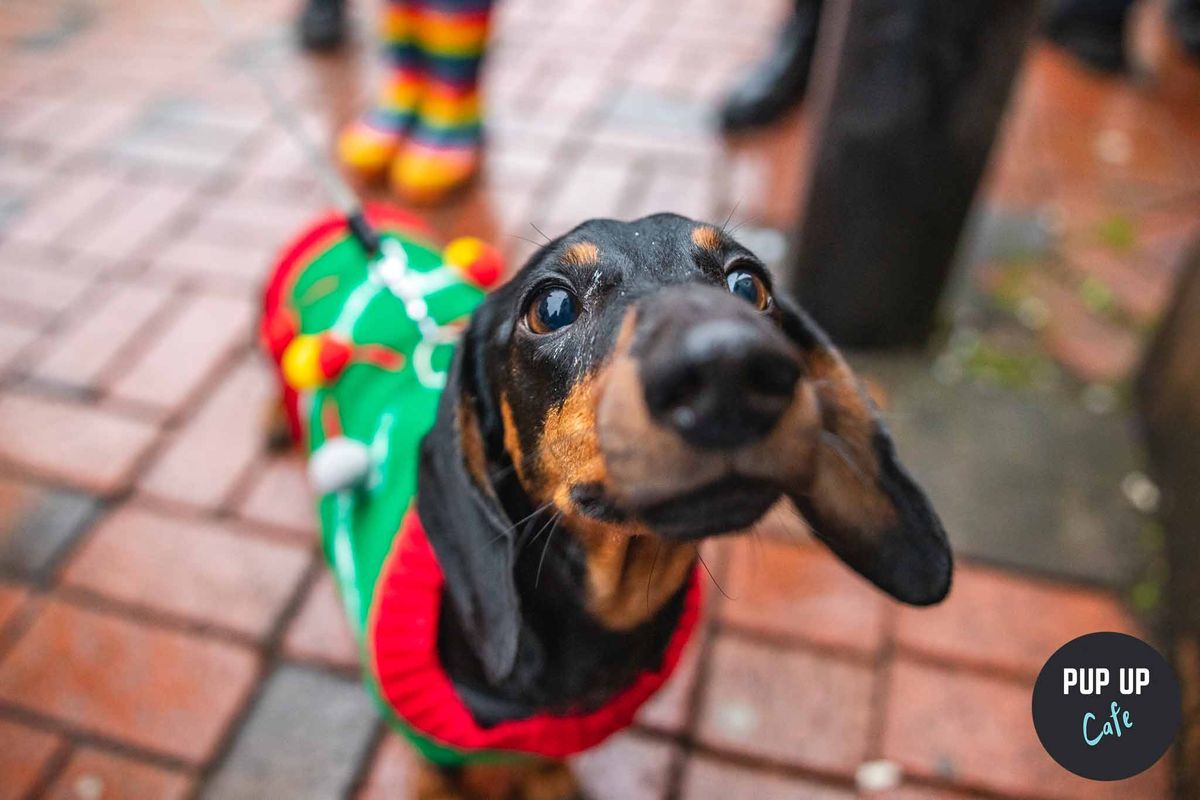 Leeds - Dashing Dachshund Christmas Tour \ud83c\udf84