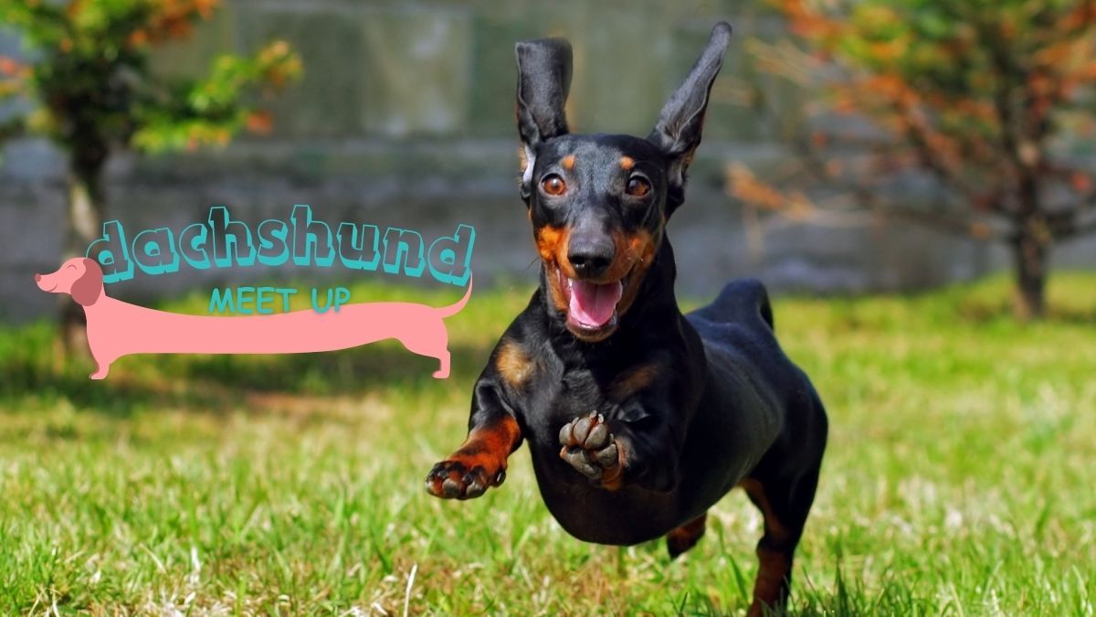 Dachshund Meet Up