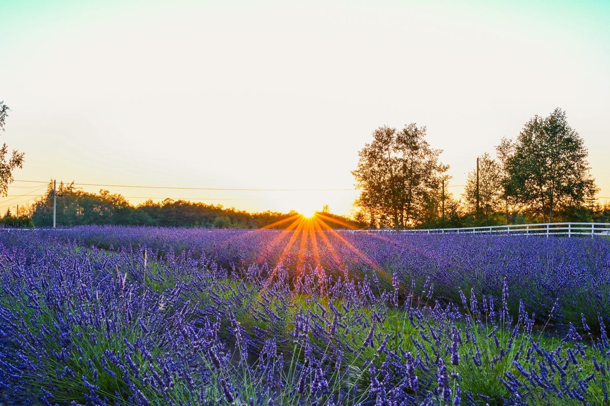 BLOOM FEST 2025 - Lavender Festival!