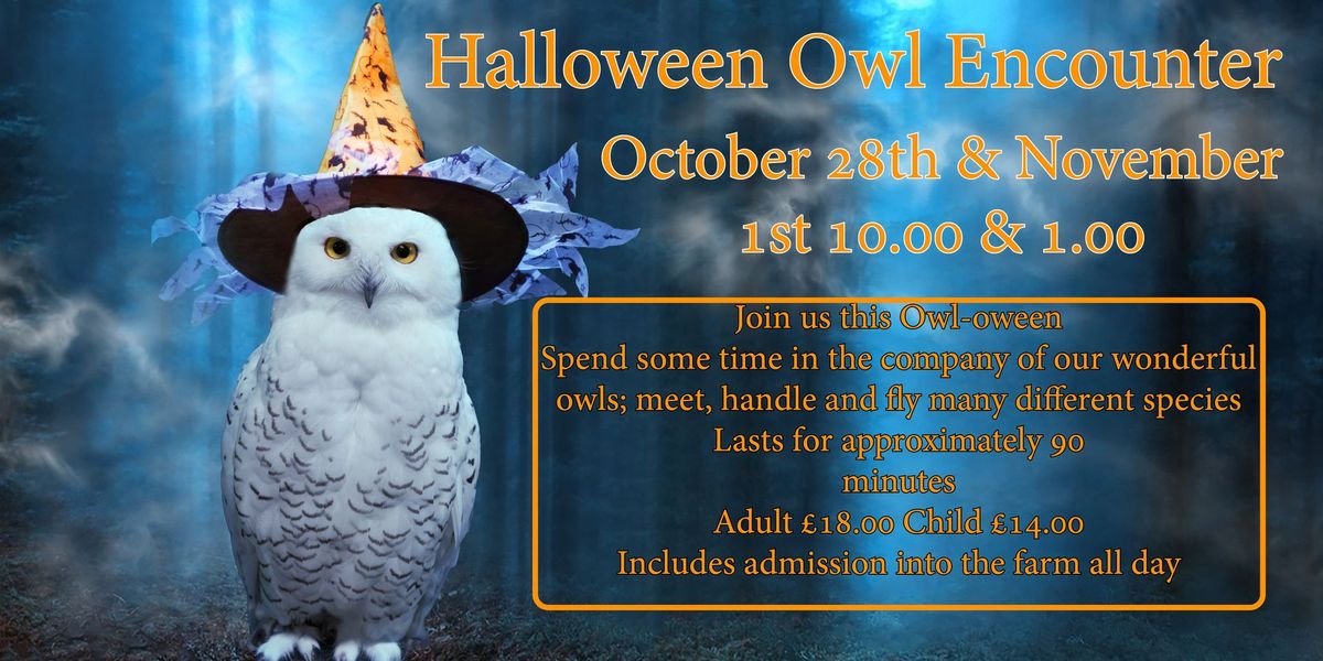 Halloween Owl Encounter