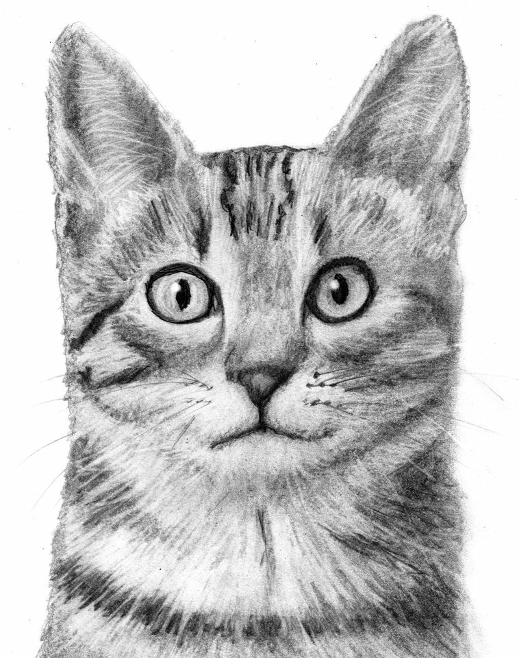 Drawing Art Class Animal Portraits Cat, For the Love of Art London ...