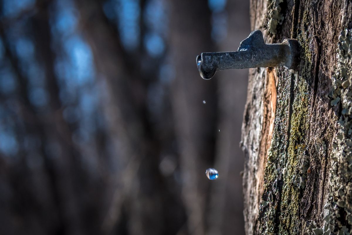 Maple Syrup Saturday