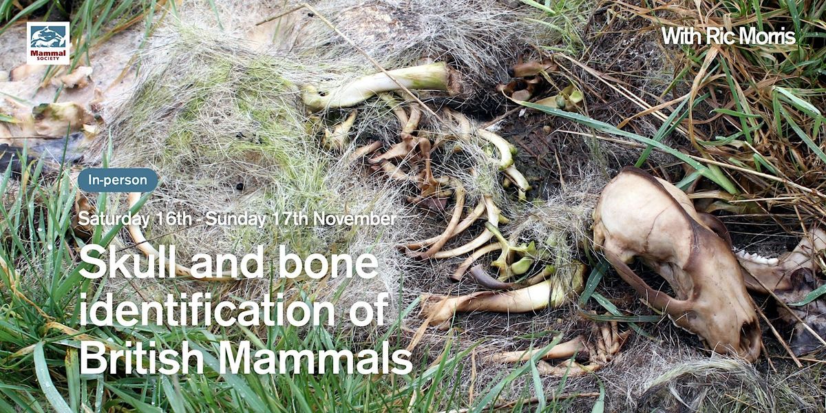 Skull and Bone Identification of British Mammals (2-day course)