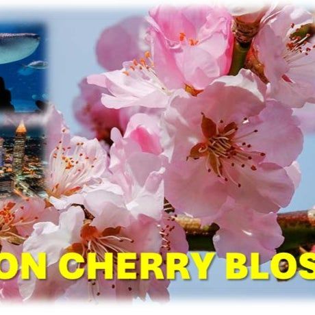 Macon Cherry Blossom Festival!