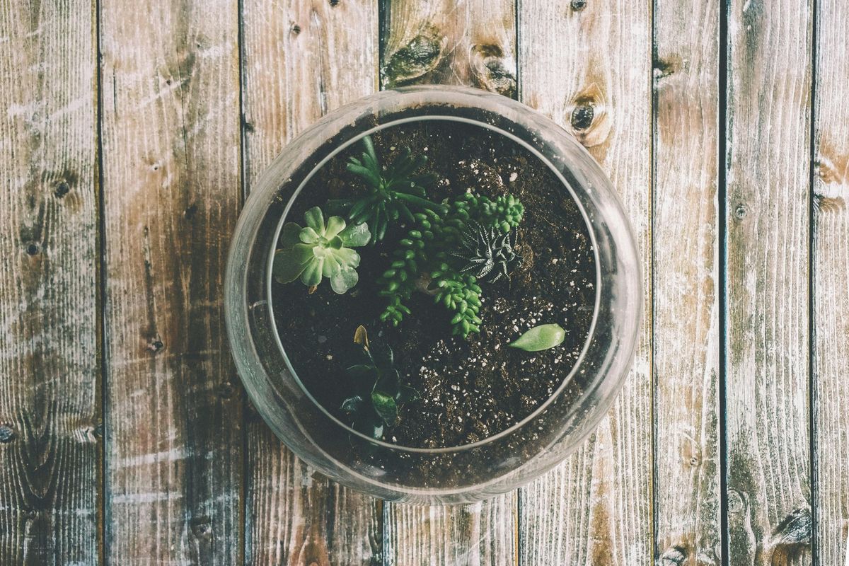 Master Gardeners: Building a Terrarium