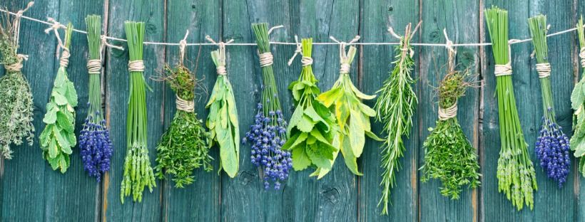 Harvesting and Preserving Herbs