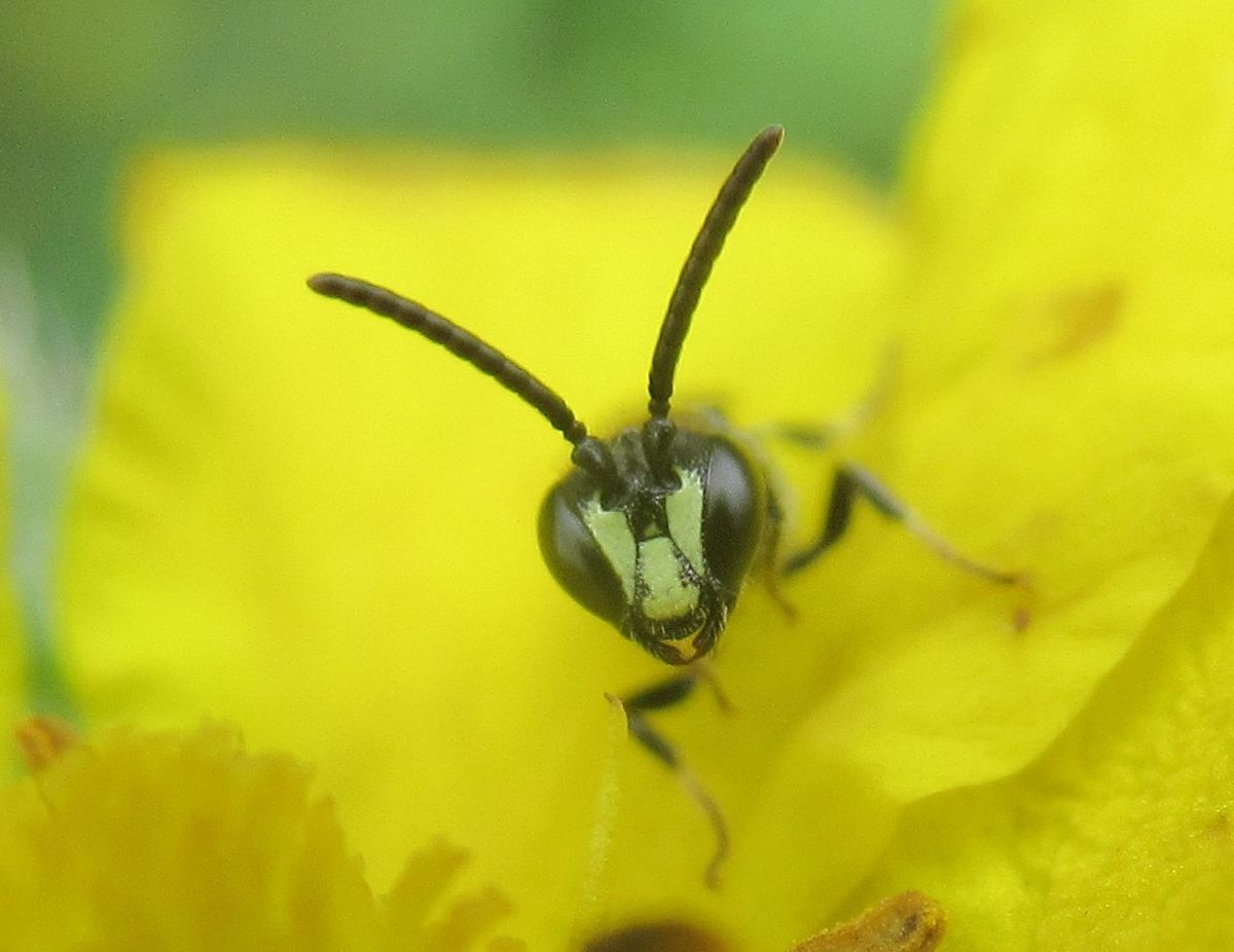 Bees by Ron Rock