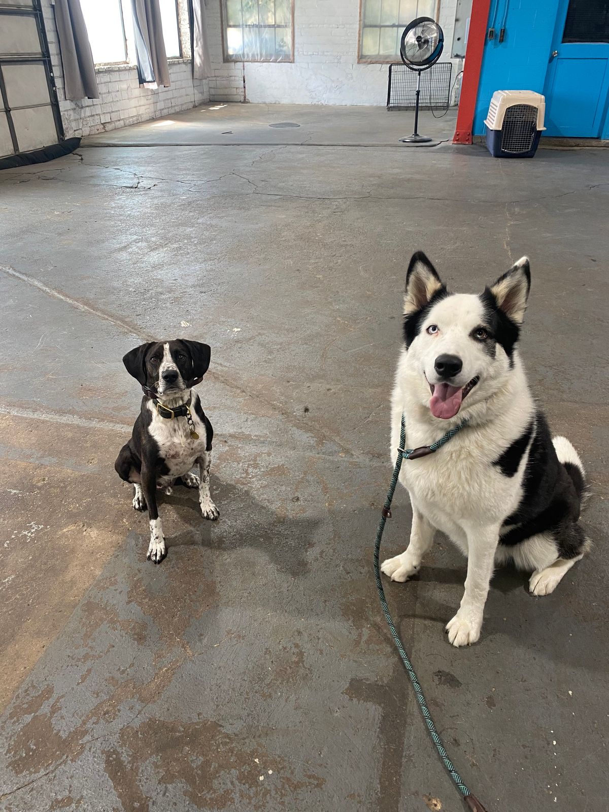 Pack Walk