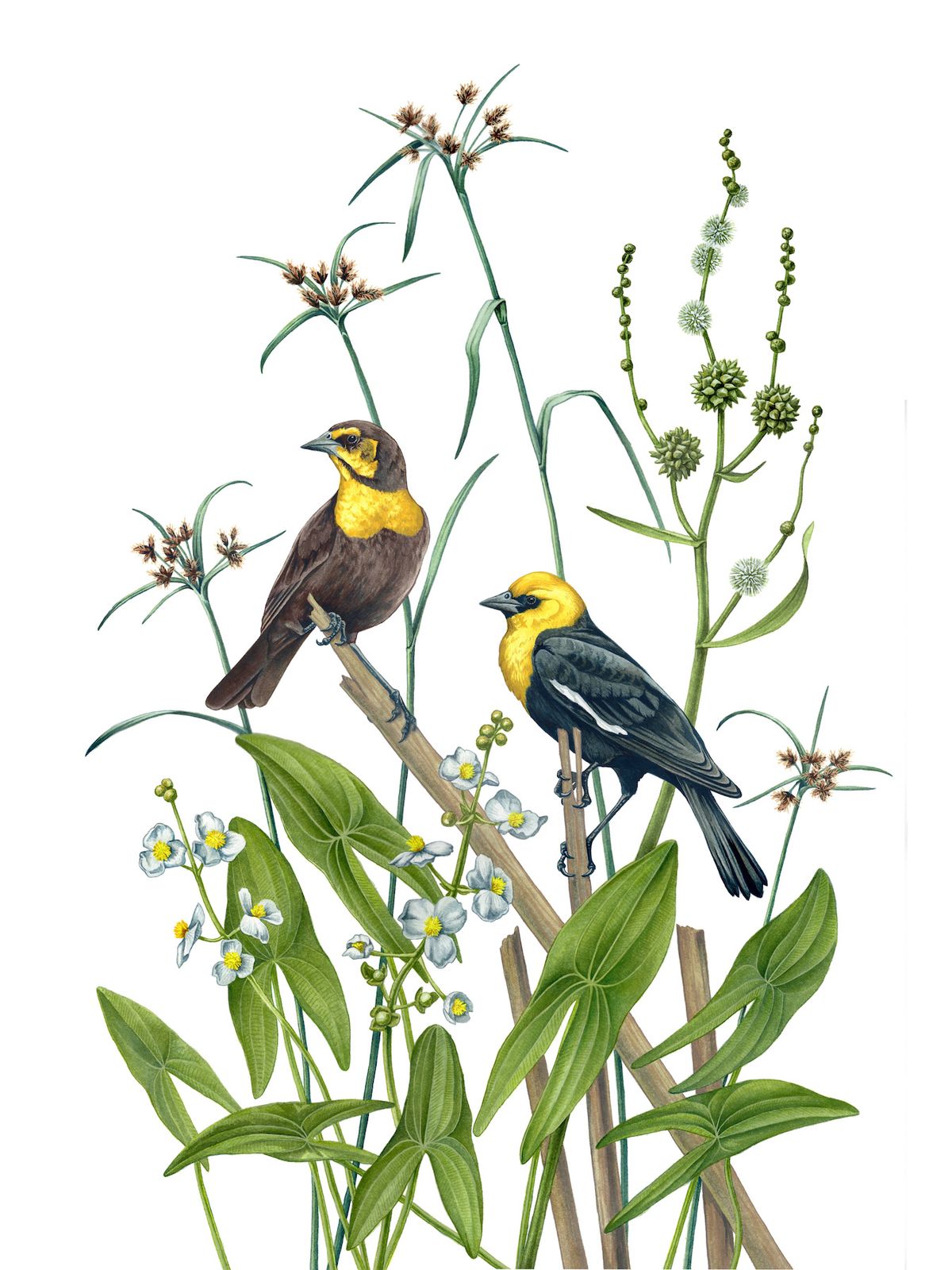 Science Illustration and Ornithology