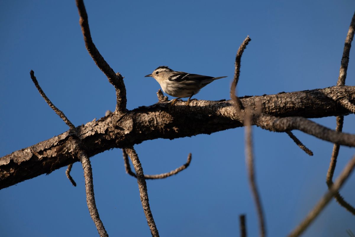 Feathered Friends: Birding Basics