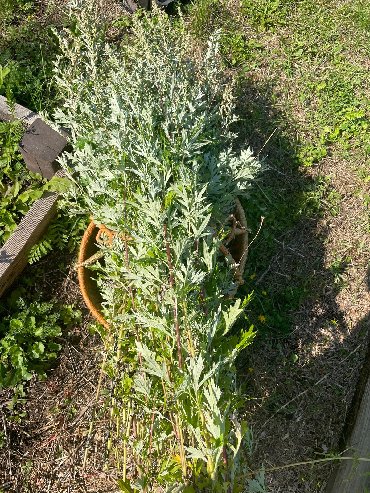 Mugwort Magic: Myth, Magic, Science, & Herbal Smoke, oh my!