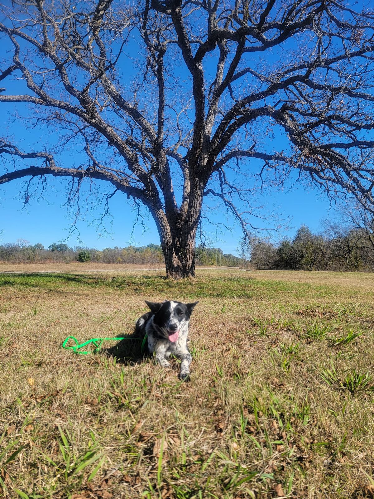 Make and take a kibble foraging toy!