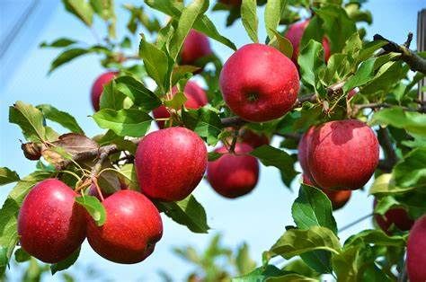 Apple Fest 