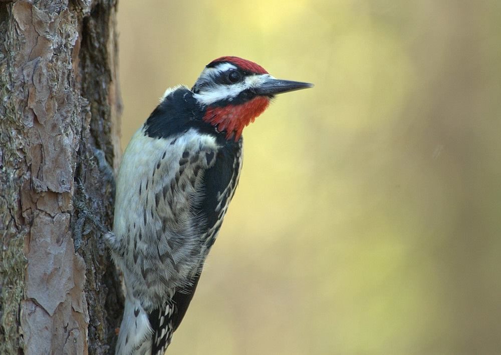 Weekend Bird Hike