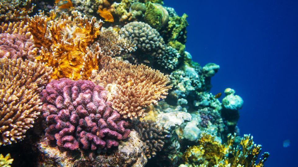 Mini-Me Science: Saving Corals
