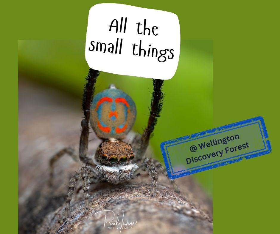 All the Small Things @ WDF