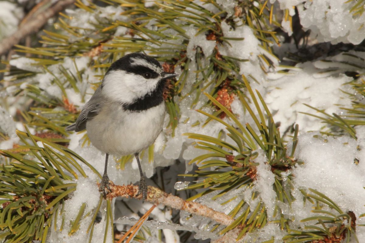 Chickadee & Ski Nordic Tour at Chickadee Ridge with TINS