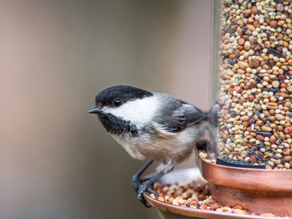 Bird Feeding: A How-to Workshop