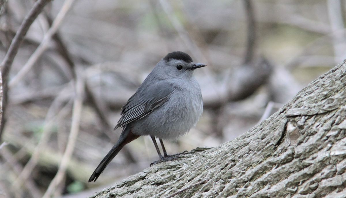 Sagawau Bird Stories