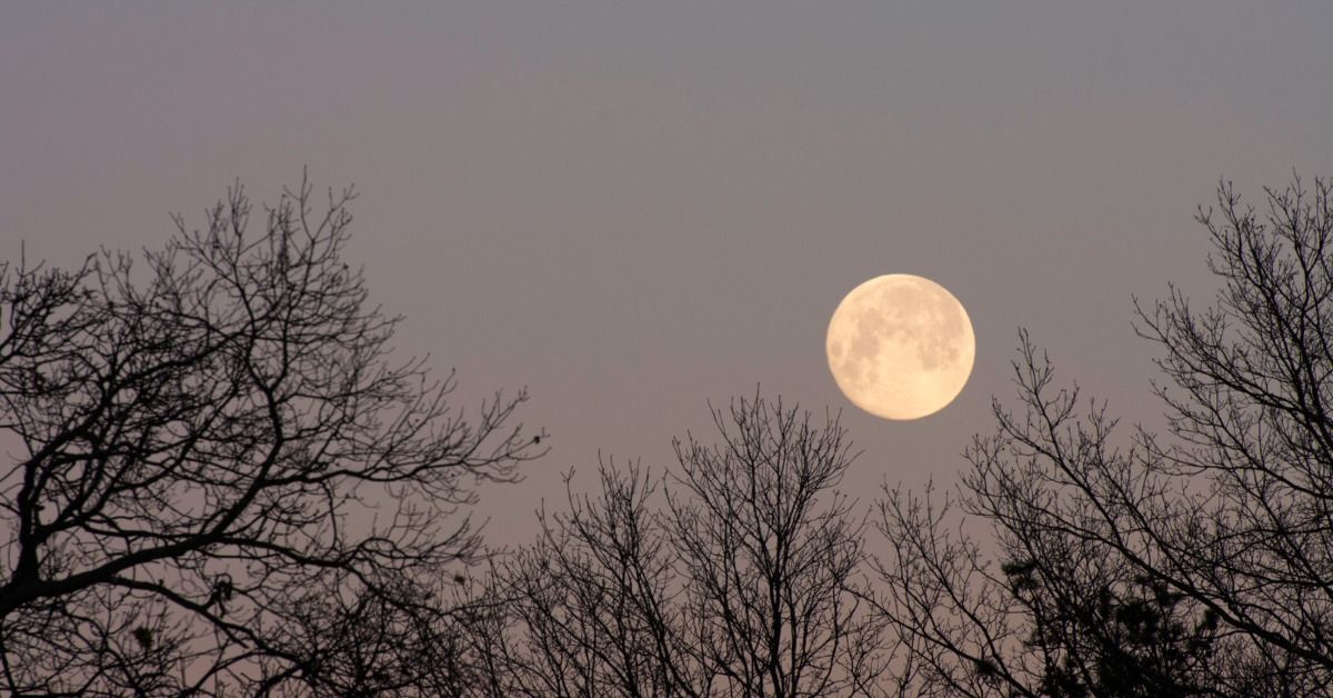 Full Moon Forest Bathing