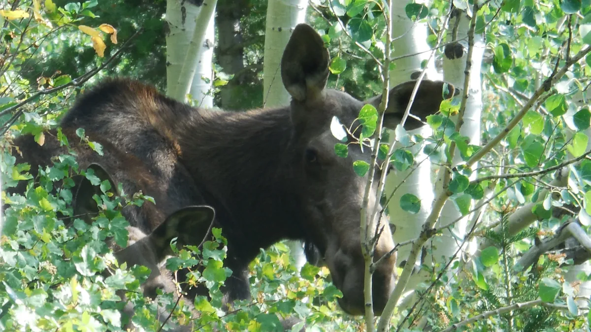 Utah County Hikes: Battle Creek and Grove Creek Loop