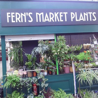 Fern's Market Plants